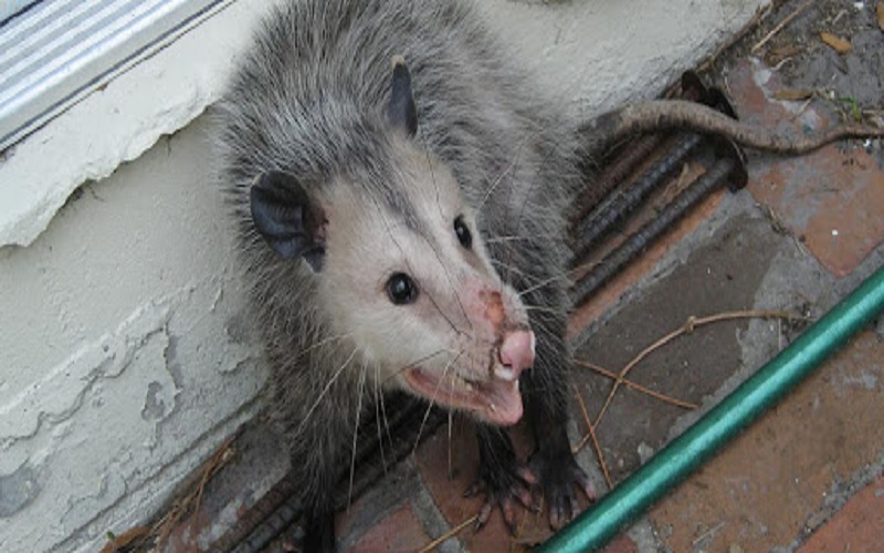 How Possums Can Damage Your Property and How to Prevent It