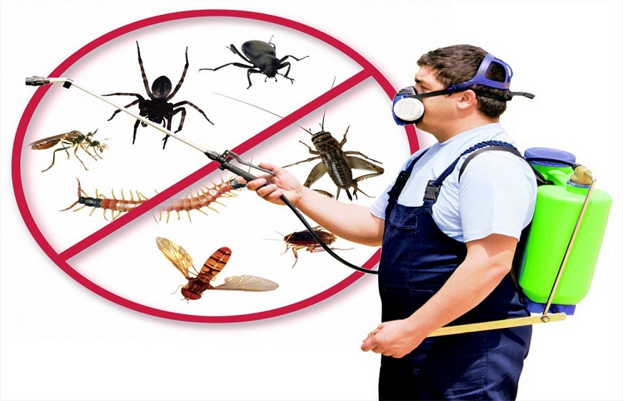 Understanding Integrated Pest Management: A Sustainable Solution for Pest Control