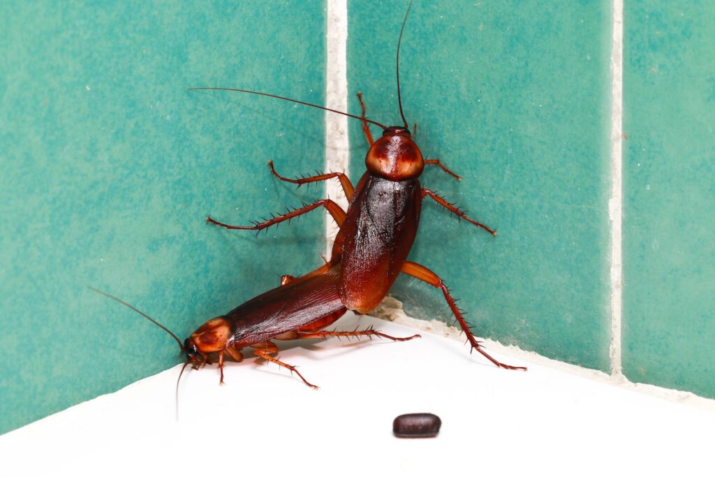 Ways to Identify and Get Rid of Cockroach Eggs