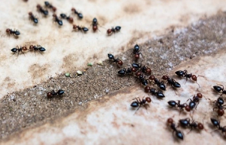 Winter Ant Control: Keeping Your Arlington Home Free of Unwanted Guests