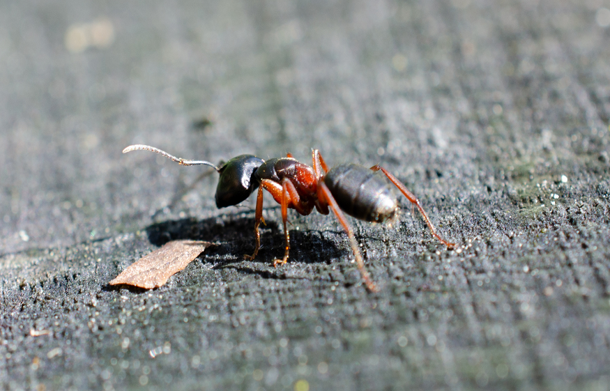 Why Do Ants Infiltrate Your Home: Understanding Common Attractants and Preventive Steps